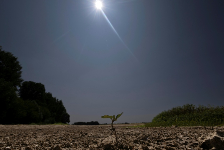 Une jeune pousse émergeant du sol desséché du lit de la Loire partiellement à sec à Chécy, près d'Orléans, le 22 juillet 2026 ( AFP / Alain JOCARD )