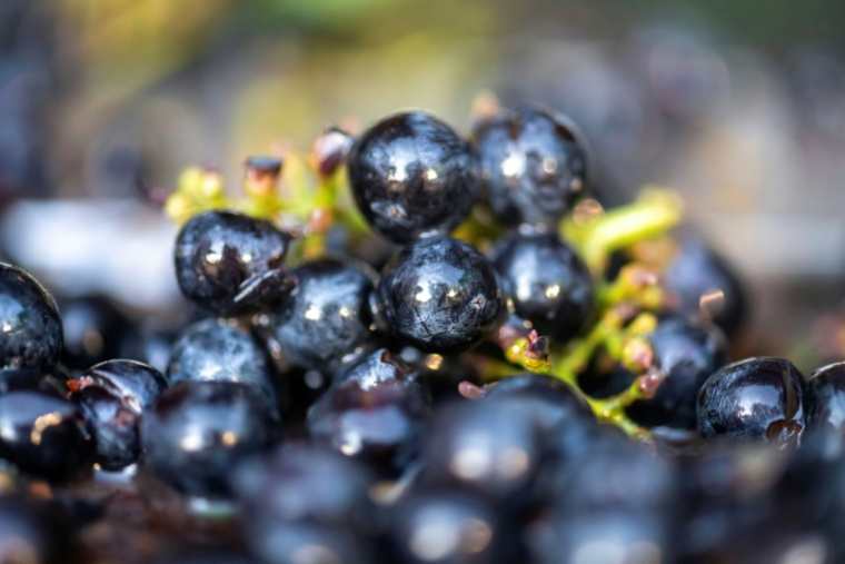 Des raisins fraîchement récoltés dans les vignobles de la coopérative viticole de Correns, dans le Var, le 17 août 2026 ( AFP / Miguel MEDINA )