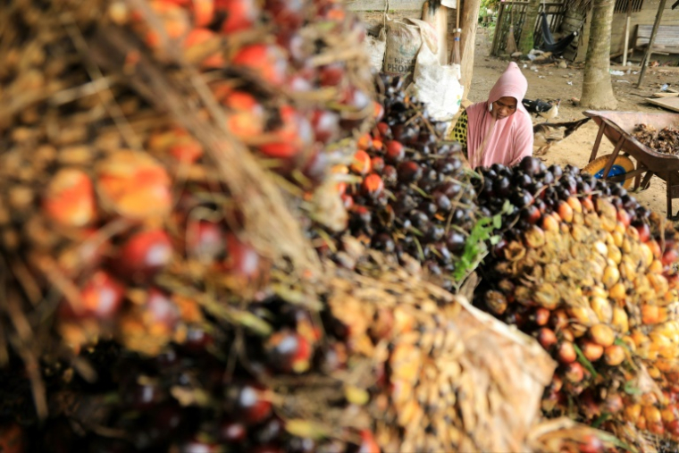 Des noix de palme, le 7 novembre 2021 à Kutamakmur, en Indonésie ( AFP / Azwar Ipank )