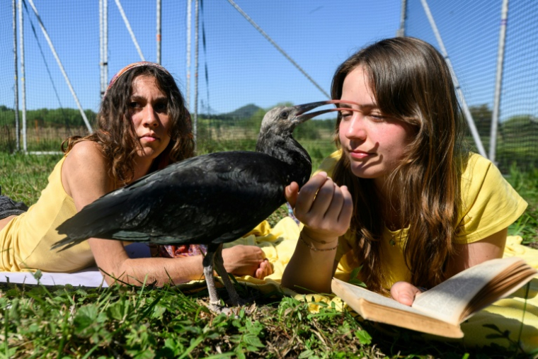 Les deux "mères adoptives", Fabienne Tilg (gauche) et Eszter Bajka, avec un ibis chauve, dans le camp de Binningen, dans le sud-ouest de l'Allemagne, le 22 mai 2026 ( AFP / SEBASTIEN BOZON )