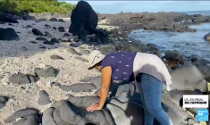 Ile Maurice : des randonneurs sur la piste d'un trésor de pirate