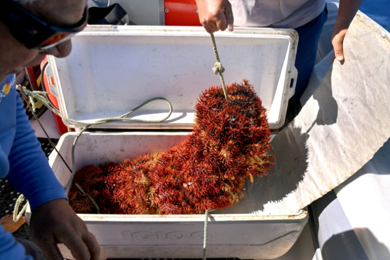 Des membres du groupe environnemental Korero O Te Orau entreposent des étoiles de mer "couronnes d'épines" sur leur bateau après les avoir récupérées sur un récif au large de Rarotonga, le 12 juin 2025 aux îles Cook ( AFP / William WEST )