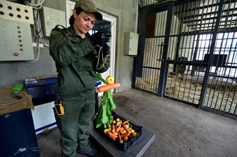 Narine Piloyan, coordinatrice du centre de réhabilitation, prépare de la nourriture pour des ours secourus de la captivité, le 21 avril 2026 près du village d'Urtsadzor, en Arménie ( AFP / KAREN MINASYAN )