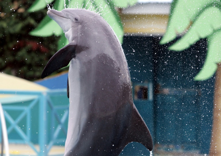 Un dauphin du Marineland d'Antibes (Alpes-Maritimes), photographié le 1er octobre 2005 ( AFP / VALERY HACHE )
