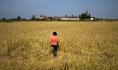 Alice Cerutti marche dans un champ de riz à Crova, en Italie, le 28 septembre 2026 ( AFP / Marco BERTORELLO )