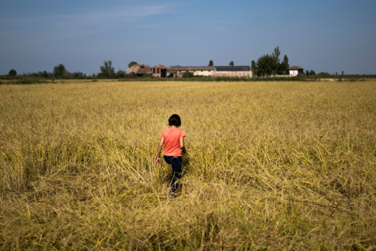 Alice Cerutti marche dans un champ de riz à Crova, en Italie, le 28 septembre 2026 ( AFP / Marco BERTORELLO )