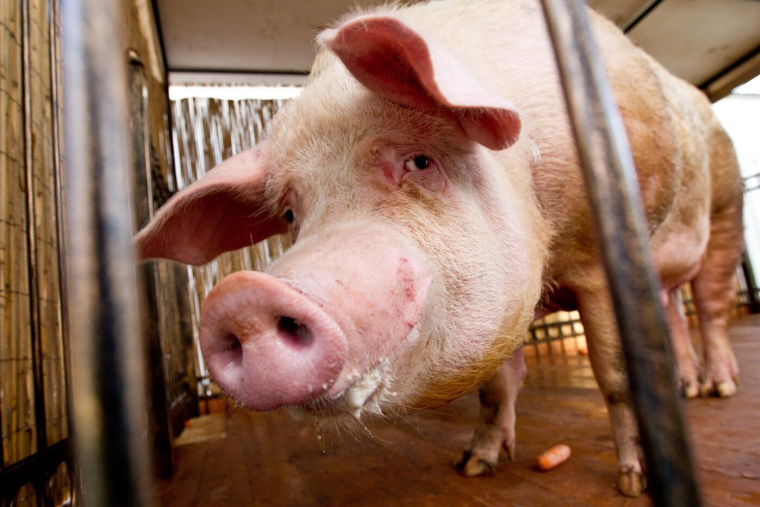 En Norvège, l'homme du match repart avec un cochon mort de 23 kilos