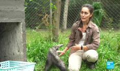 Réensauvager l'Argentine : le pari gagnant du parc Ibera