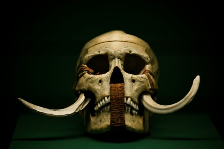 Une momie égyptienne nommée "Petearmosnouphis" présentée lors de la visite de presse de l'exposition "Momies", au Musée de l’Homme à Paris, le 18 novembre 2025 ( AFP / JULIEN DE ROSA )