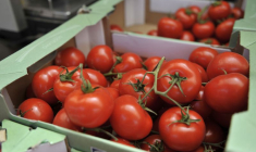 Tomates présentées à la vente sur un marché fermier dans la ville de Hambourg, dans le nord de l'Allemagne