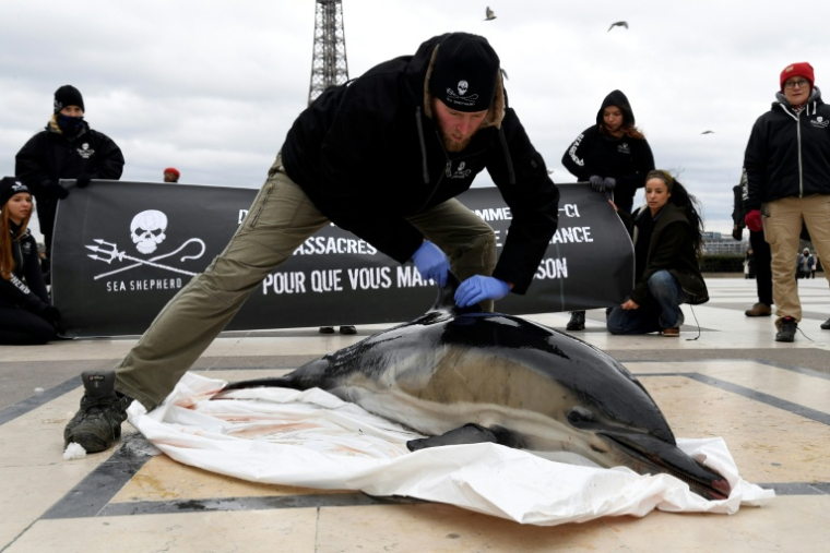 Un membre Sea Shepherd Conservation Society (SSCS) expose le corps d'un dauphin échoué lors d'une manifestation contre les prises accidentelles de cétacés dans le golfe de Gascogne, le 14 janvier 2020, sur l'esplanade du Trocadéro à Paris ( AFP / BERTRAND GUAY )