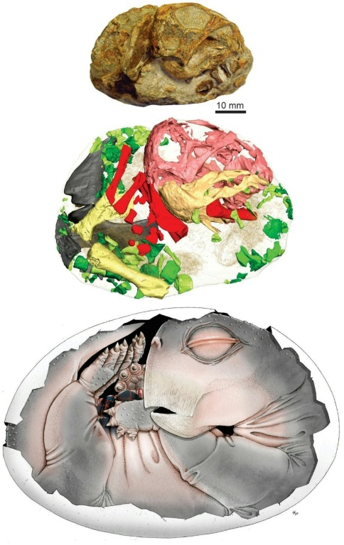 Image fournie par Sophie Vrard and Julien Benoit le 9 avril 2026 montrant un Lystrosaurus dans son oeuf ( SOPHIE VRARD AND JULIEN BENOIT / SOPHIE VRARD )