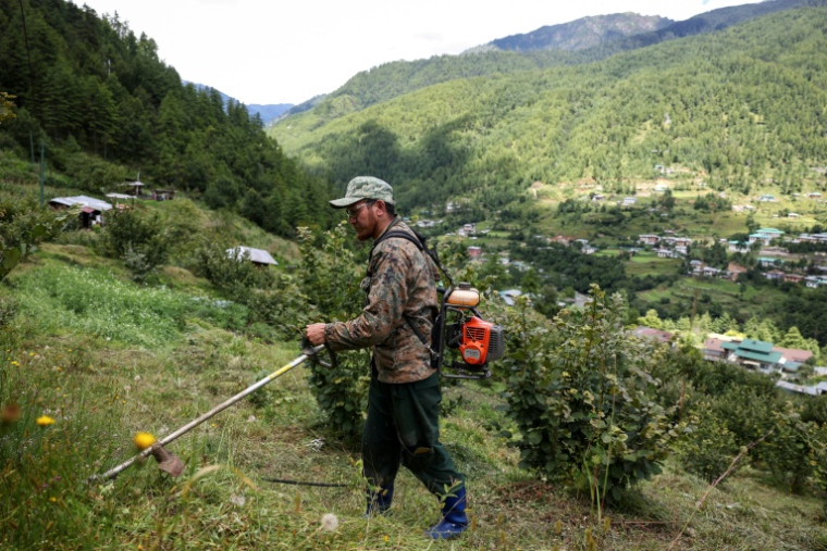 Débroussaillage dans une exploitation de noisetiers, le 29 août 2026 à Thimphou, au Bhoutan  ( AFP / Niharika KULKARNI )