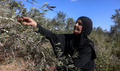 Une Palestinienne récolte des olives dans le village de Rantes près de Ramllah, en Cisjordanie occupée, le 6 octobre 2026 ( AFP / Zain JAAFAR )
