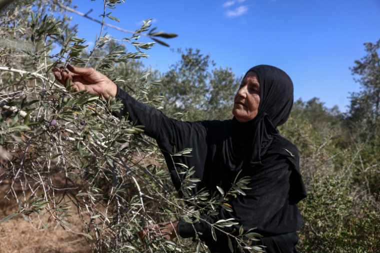 Une Palestinienne récolte des olives dans le village de Rantes près de Ramllah, en Cisjordanie occupée, le 6 octobre 2026 ( AFP / Zain JAAFAR )
