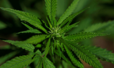 Un extrait de cannabis particulier soulagerait les douleurs lombaires chroniques, selon un essai clinique ( GETTY IMAGES NORTH AMERICA / JUSTIN SULLIVAN )