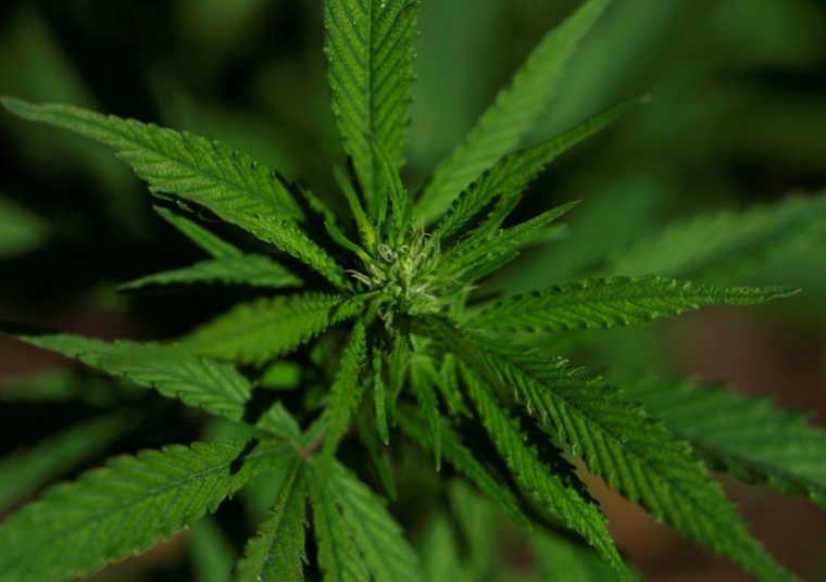 Un extrait de cannabis particulier soulagerait les douleurs lombaires chroniques, selon un essai clinique ( GETTY IMAGES NORTH AMERICA / JUSTIN SULLIVAN )