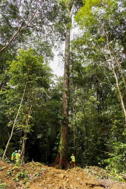 Un employé d'une société forestière coupe un arbre dans la forêt guyanaise le 17 juin 2025 ( AFP / Ronan LIETAR )