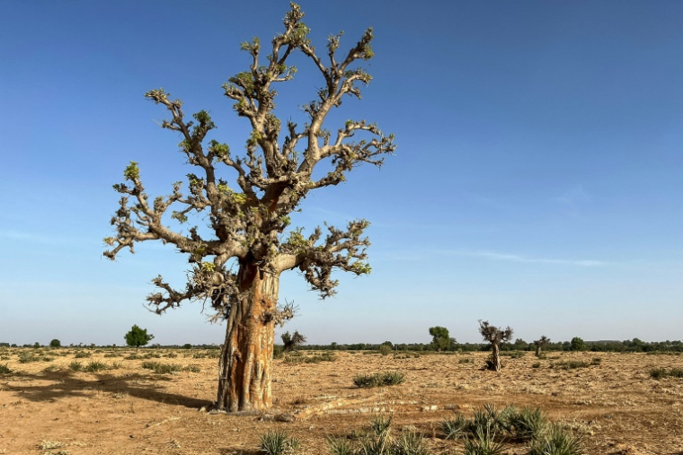 Un baobab sur une terre aride à Gidan Munkaila, dans la municipalité d'Argungu, dans l'État de Kebbi, au nord du Nigeria, le 13 avril 2025 ( AFP / Leslie FAUVEL )