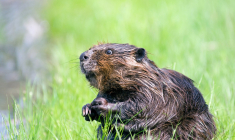 Le prévenu avait déjà détruit plusieurs barrages sur le ruisseau de sa propriété en 2018. (illustration) (SteveRaubenstine / Pixabay)