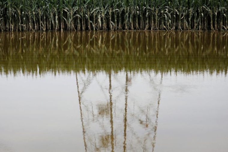 Un champ de maïs innondé par les pluies et inondations en Chine