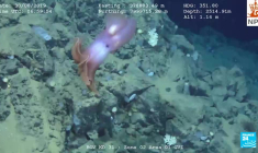 Norvège : la tentation sous-marine des métaux rares