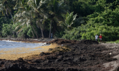 Une plage de Petit-Bourg, en Guadeloupe, envahie par les sargasses, le 16 avril 2023 ( AFP / Olivier MORIN )
