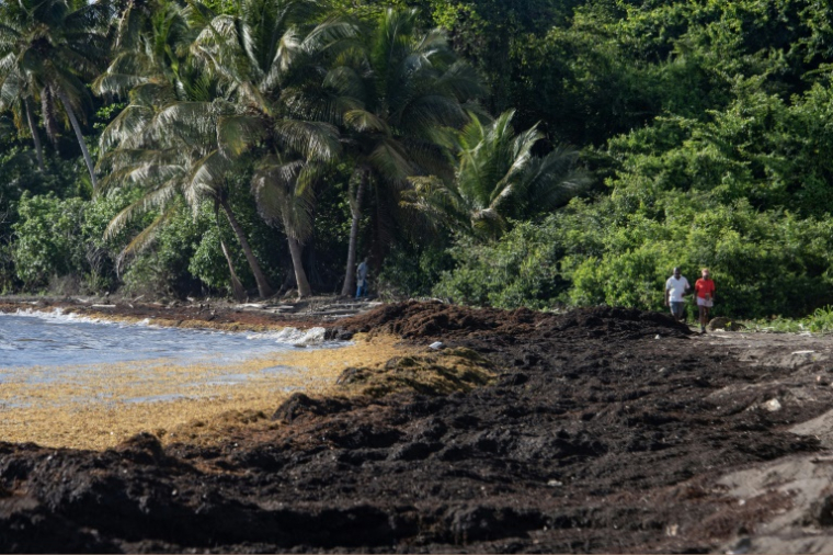 Une plage de Petit-Bourg, en Guadeloupe, envahie par les sargasses, le 16 avril 2023 ( AFP / Olivier MORIN )