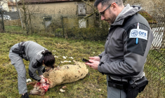 Des membres de l'Office français de la biodiversité (OFB) effectuent des prélèvements après une attaque imputée au loup dans un élevage de moutons à Chaumont-la-Ville, dans le nord-est de la France, le 23 janvier 2026 ( AFP / Benjamin BOULY RAMES )