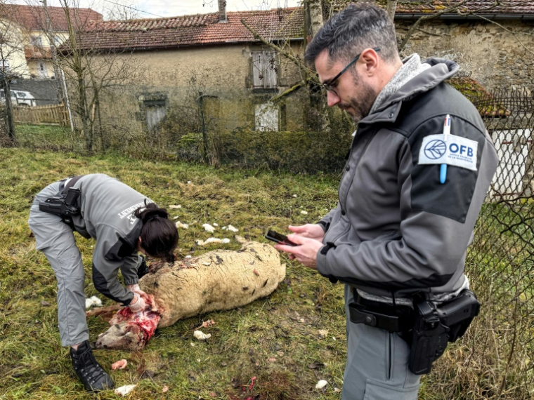 Des membres de l'Office français de la biodiversité (OFB) effectuent des prélèvements après une attaque imputée au loup dans un élevage de moutons à Chaumont-la-Ville, dans le nord-est de la France, le 23 janvier 2026 ( AFP / Benjamin BOULY RAMES )