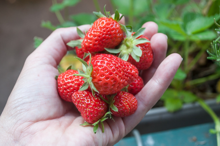 Les fruits à planter sur son balcon