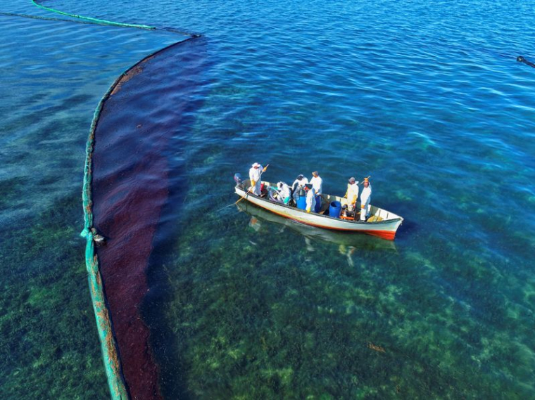 LES ESPÈCES MARINES TOUCHÉES PAR LA MARÉE NOIRE SUR L'ÎLE MAURICE