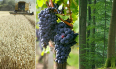 Terres agricoles, vignes et forêts, une façon de diversifier vos placements. (© DR