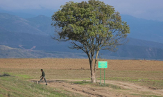 Un arbre sur la route menant à la région du Haut-Karabakh