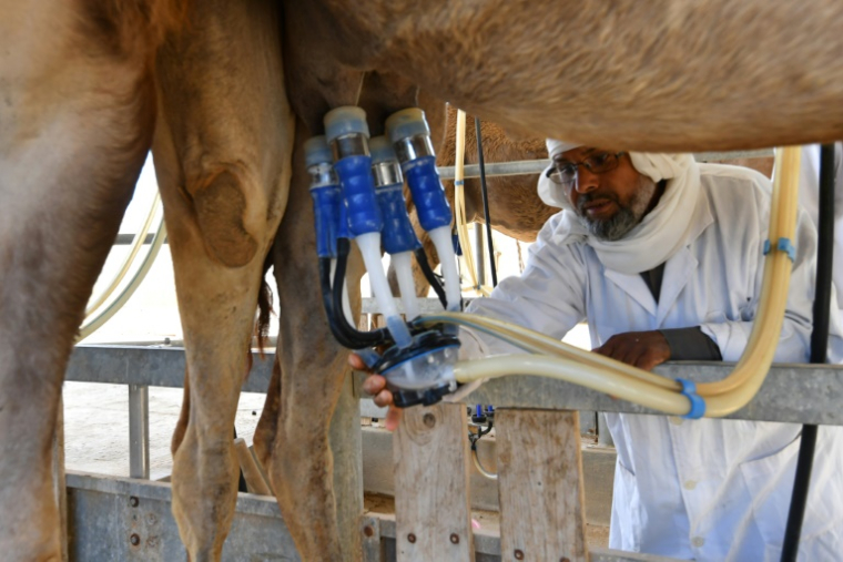 Traite de chamelles dans une station expérimentale de lait à Chenchou dans le sud tunisien le 29 avril 2025 ( AFP / FETHI BELAID )