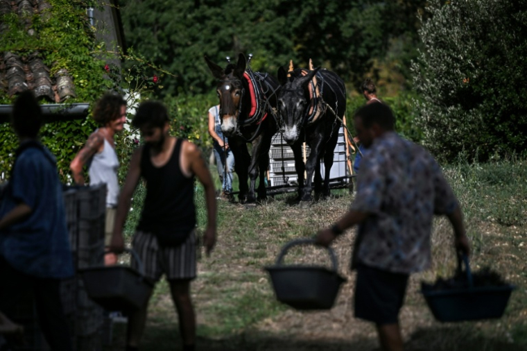 Vendanges au Château Coutet à Saint-Emilion, en Gironde, le 7 septembre 2026 ( AFP / Christophe ARCHAMBAULT )