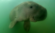 Photo prise le 23 mai 2019 d'un Dugong au large de la Thaïlande ( AFP / Sirachai ARUNRUGSTICHAI )