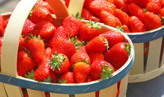 Fraises : des prix cassés grâce à une récolte record