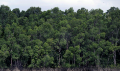 La forêt amazonienne près de Belém, dans l’État du Pará, au Brésil, le 13 novembre 2025 ( AFP / Pablo PORCIUNCULA )