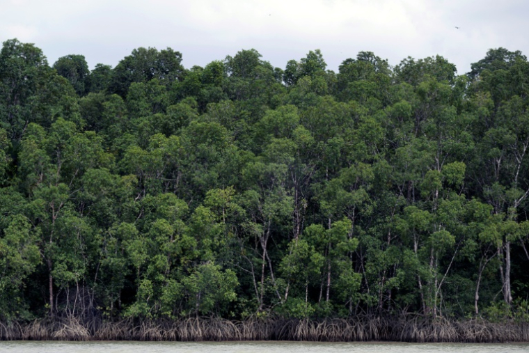 La forêt amazonienne près de Belém, dans l’État du Pará, au Brésil, le 13 novembre 2025 ( AFP / Pablo PORCIUNCULA )