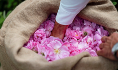 Des roses Centifolia. (illustration) ( AFP / FREDERIC DIDES )