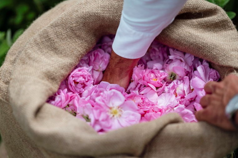 Des roses Centifolia. (illustration) ( AFP / FREDERIC DIDES )