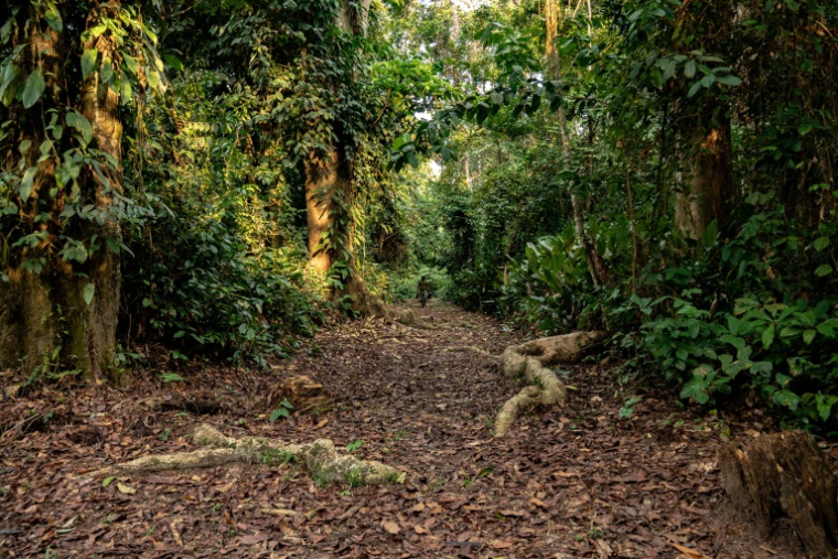 Un homme se promène dans l’arboretum de Sibang à Libreville, la capitale du Gabon, le 15 octobre 2026 ( AFP / Nao Mukadi )