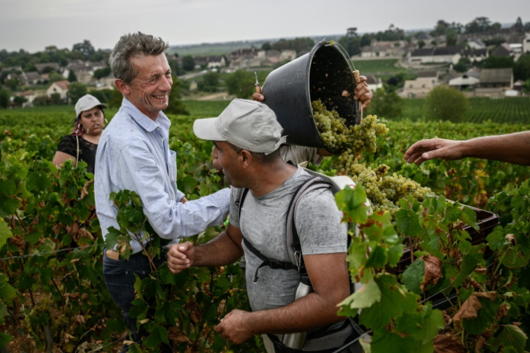 Stéphane Follin-Arbelet, directeur général du Château de Meursault avec des vendangeurs, le 26 août 2025 à Meursault, en Côte d'Or ( AFP / ARNAUD FINISTRE )