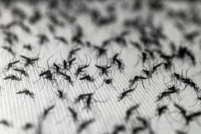 Des moustiques Aedes aegypti dans un laboratoire de la société de biotechnologies Wolbito do Brasil, à  Curitiba (Brésil), le 19 mars 2026 ( AFP / Nelson ALMEIDA )