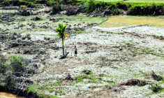 Des rizières ravagées par des inondations à Bener Meriah, dans la province indonésienne d'Aceh, le 4 décembre 2025 ( AFP / Chaideer MAHYUDDIN )