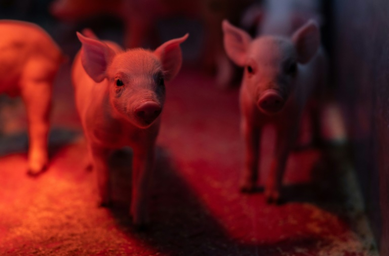 Des porcelets dans un élevage porcin à Cleden-Poher, le 21 mai 2025 dans le Finistère ( AFP / Fred TANNEAU )