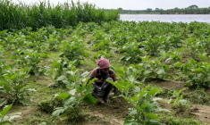 Un agriculteur dans son champ le long du fleuve Padma dans le village de Nimtola, le 8 octobre 2025 au Bangladesh ( AFP / Munir UZ ZAMAN )