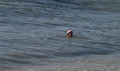 Bain de Noël à Brighton, au sud de l'Angleterre