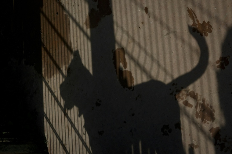 Les animaux sont reconnus comme des êtres sensibles dans le Code civil depuis 2015, mais leur statut demeure soumis au régime des biens meubles ( AFP / Geoffroy Van der Hasselt )